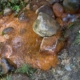 Qualité physico-chimique et bactériologique des eaux souterraines et risques sanitaires dans quelques quartiers de Yaoundé VII, Cameroun